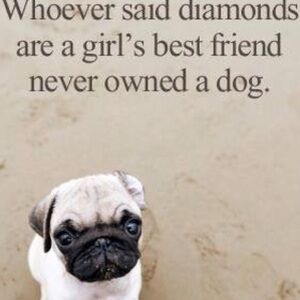 Pugs 🩷🩷🩷🩷 just love them 🌹🩷